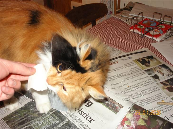 Norsk Skovkat Cleo billede 3