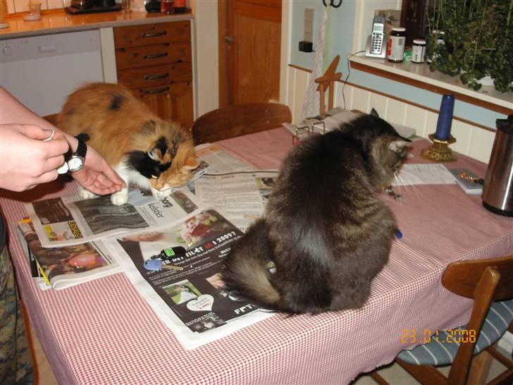 Norsk Skovkat Cleo - "Her er jeg sammen med min ven Figaro:D" billede 4