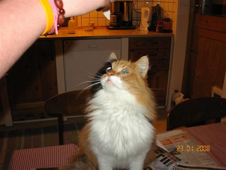 Norsk Skovkat Cleo billede 5