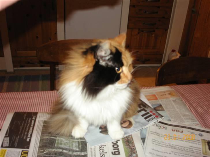 Norsk Skovkat Cleo billede 6