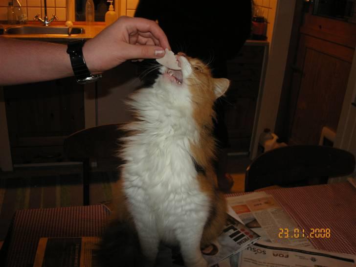 Norsk Skovkat Cleo billede 7