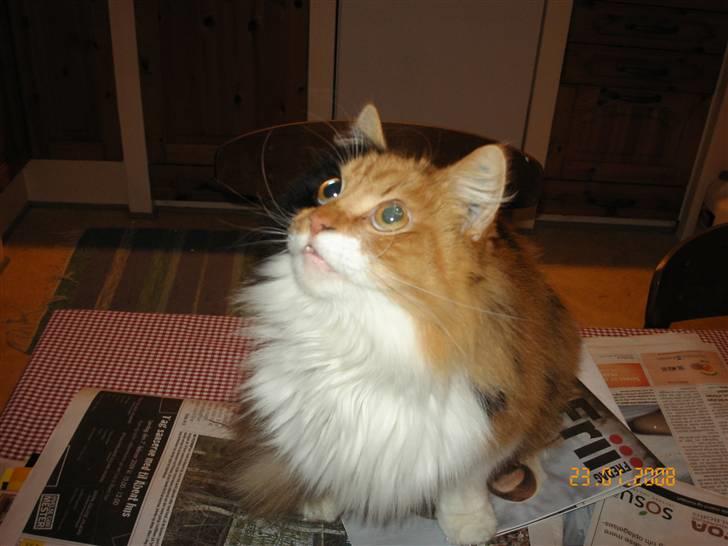 Norsk Skovkat Cleo billede 8