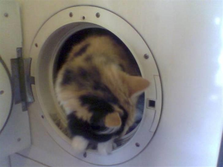 Norsk Skovkat Cleo billede 9