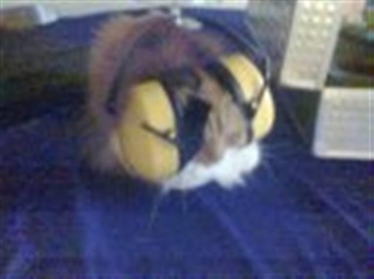 Norsk Skovkat Cleo billede 10