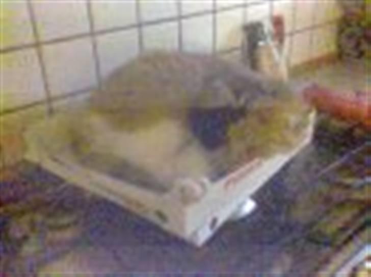 Norsk Skovkat Cleo billede 11