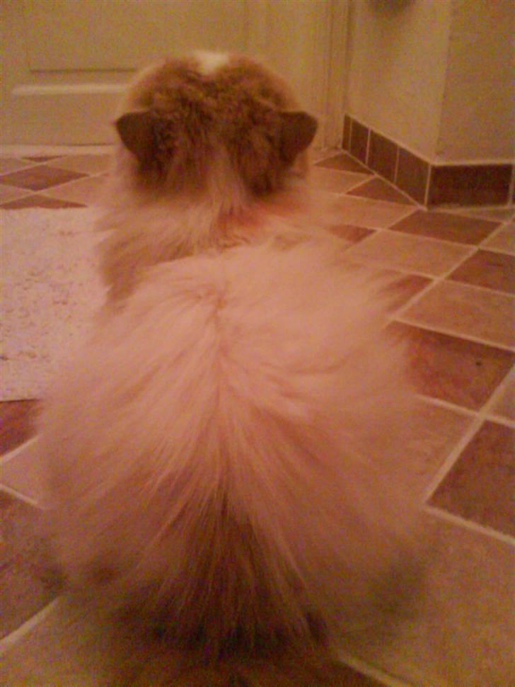 Perser Chees - tykke chees bagfra. billede 6