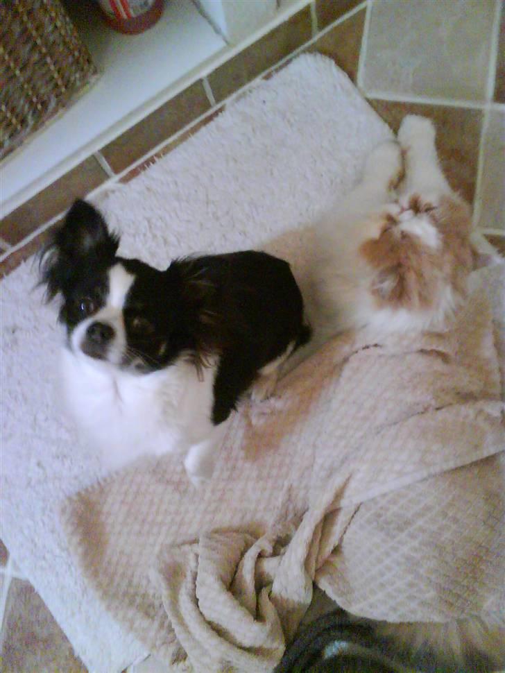 Perser Chees - min chihuahua og chees. billede 7