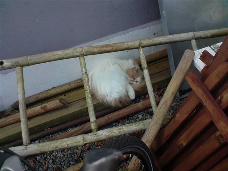 Perser Chees - chees sover udenfor en dejlig dag billede 8