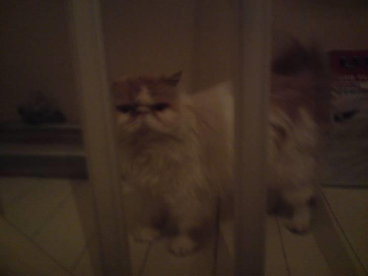 Perser Chees - chees leger gemme billede 10