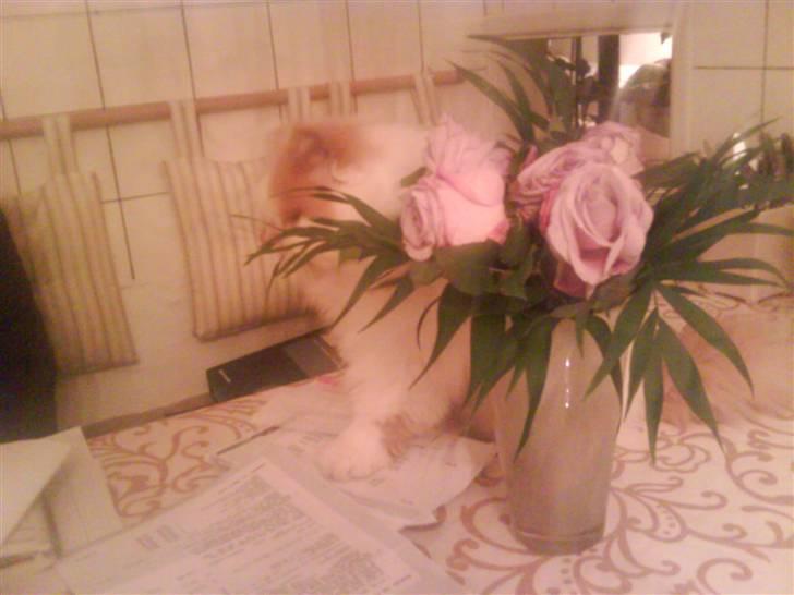 Perser Chees - misser undercover(; billede 11