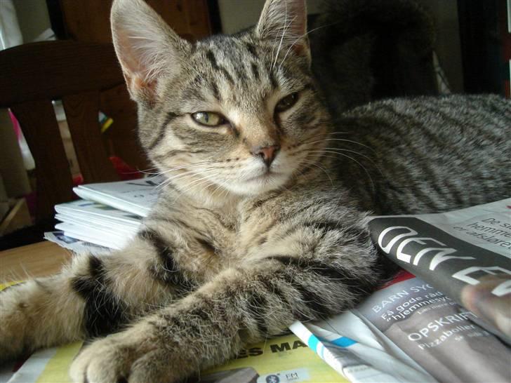 Blanding af racer Makita billede 15