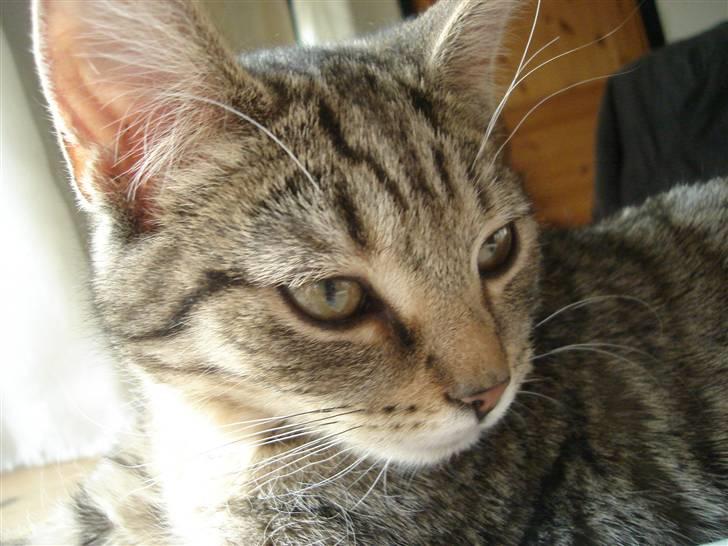 Blanding af racer Makita billede 16