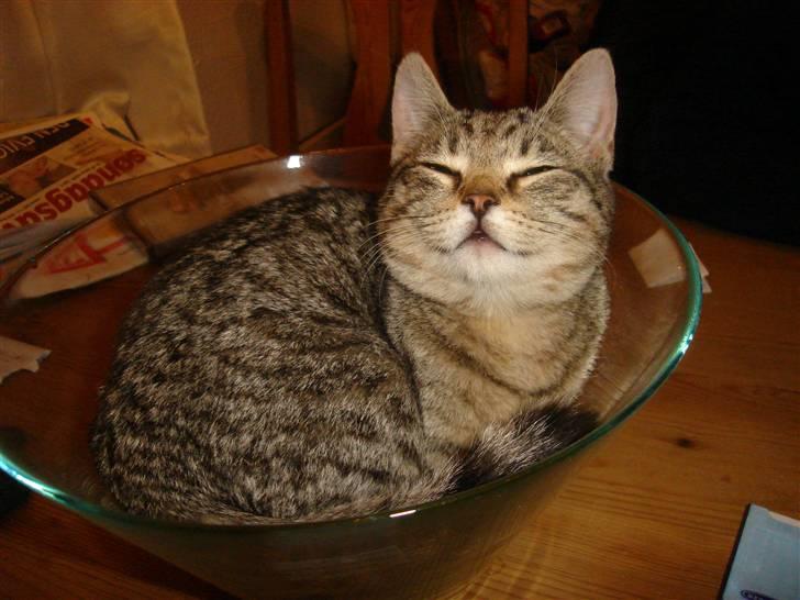 Blanding af racer Makita billede 17