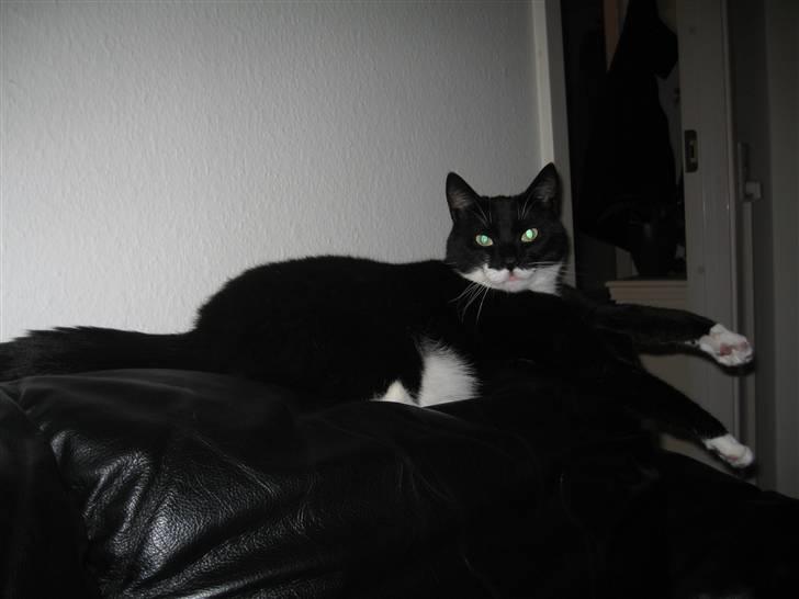 Huskat Pelle - Hygger på sofaen billede 10