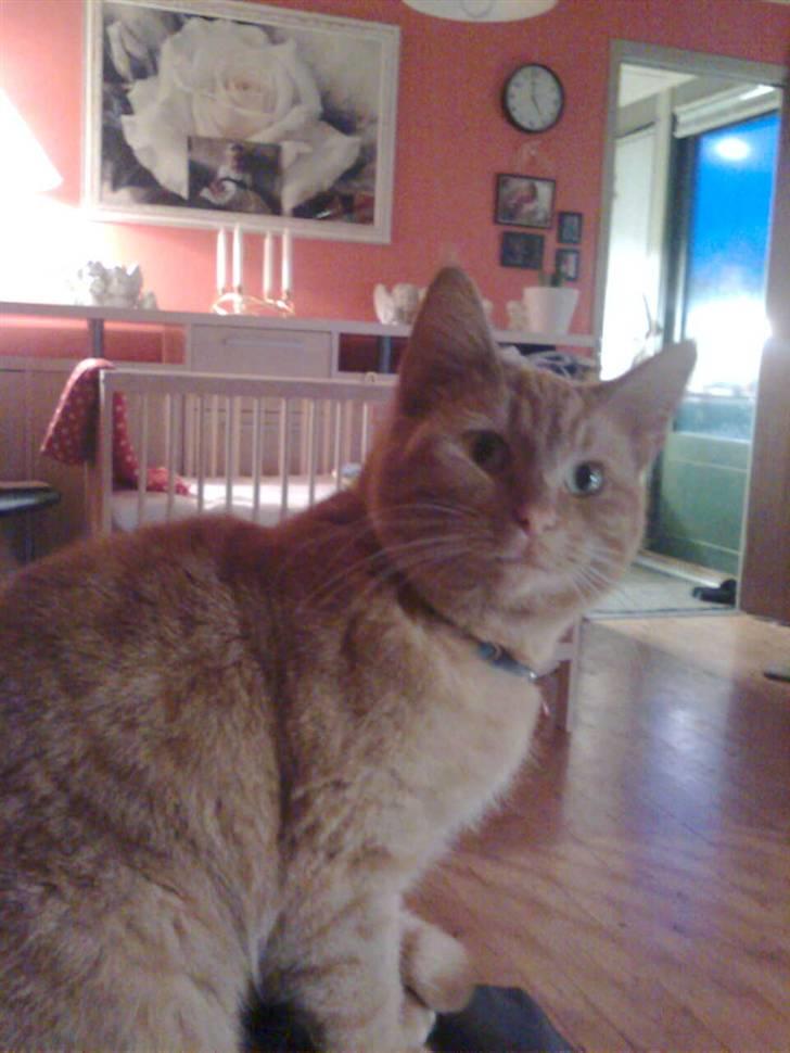 Blanding af racer Vanish - hello er du der...! billede 6