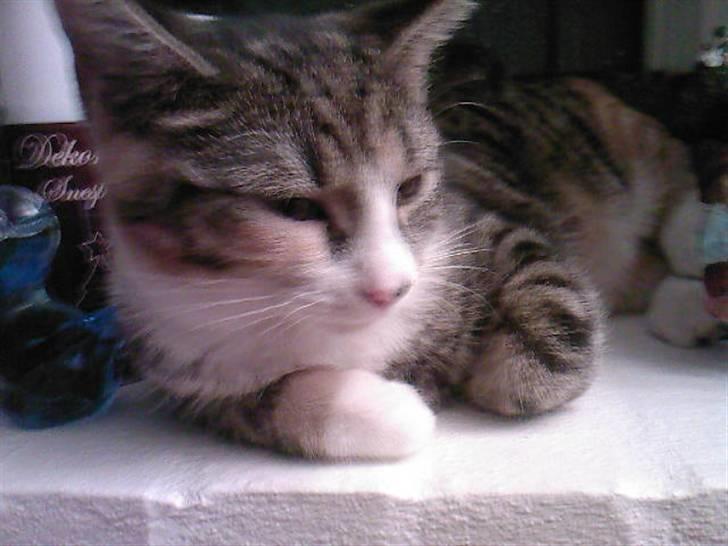 Huskat Sille billede 1