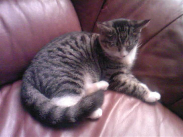 Huskat Sille billede 2