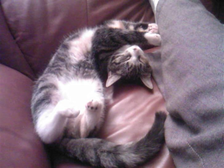 Huskat Sille billede 3