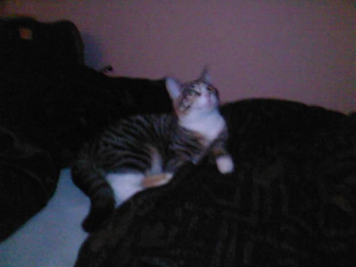 Huskat Sille billede 4