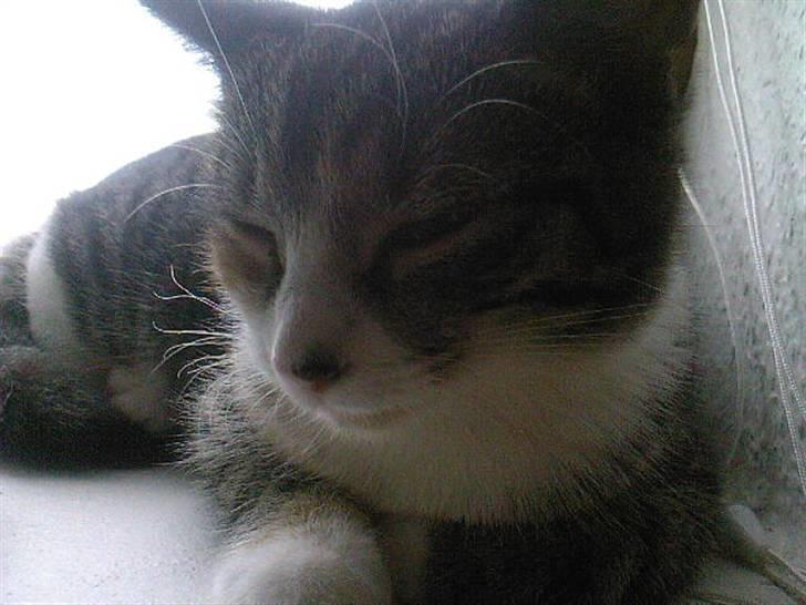 Huskat Sille billede 5