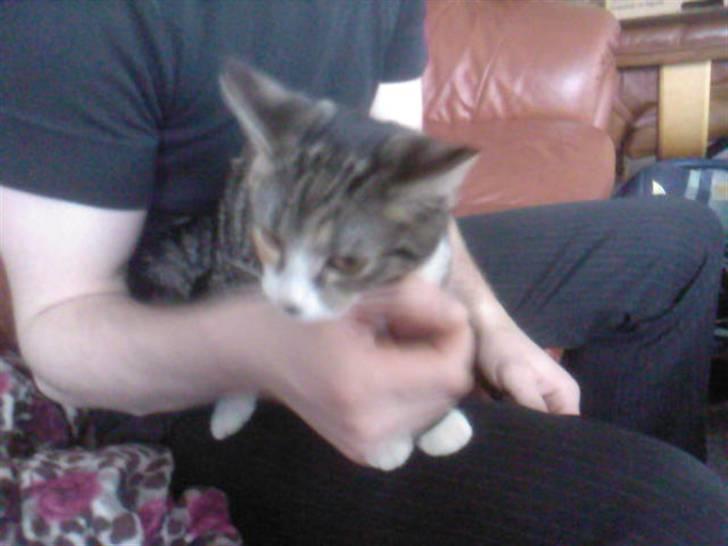 Huskat Sille billede 6