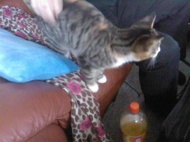 Huskat Sille billede 7