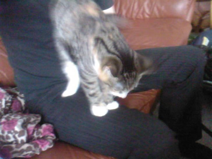 Huskat Sille billede 8