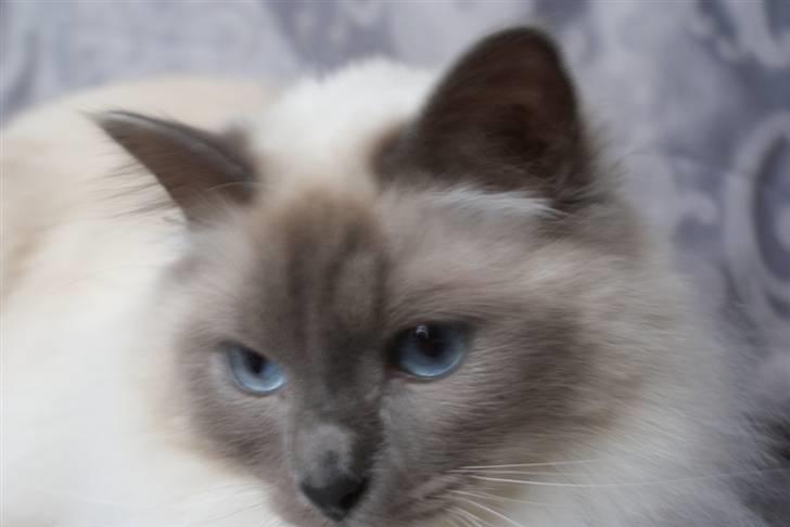 Hellig Birma Obelix Wici (Ober) - Nye Billeder Jan 09 billede 13