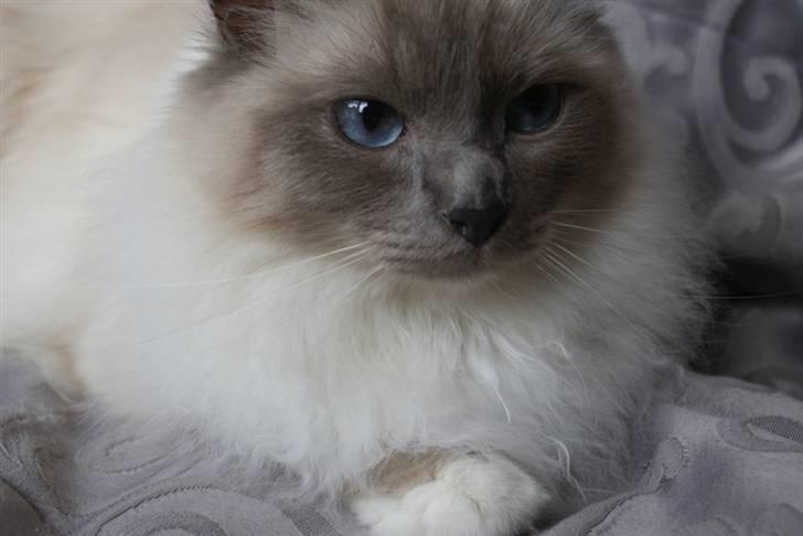 Hellig Birma Obelix Wici (Ober) - Nye Billeder Jan 09 billede 14