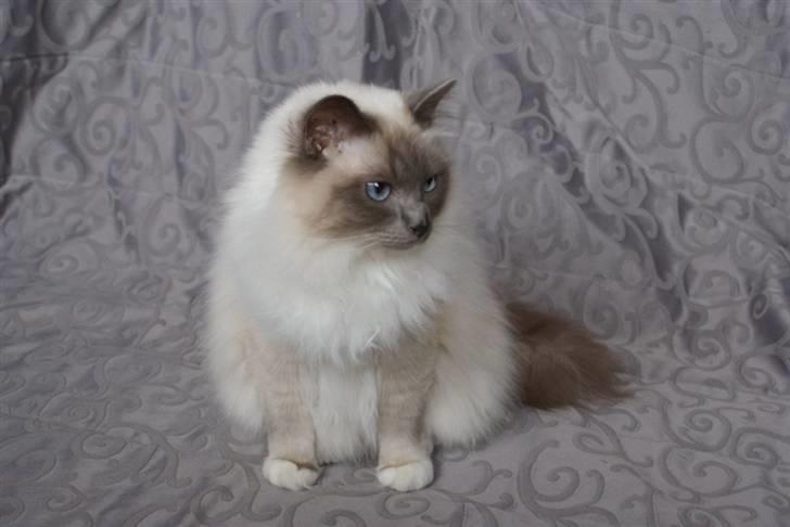 Hellig Birma Obelix Wici (Ober) - Nye Billeder Jan 09 billede 15