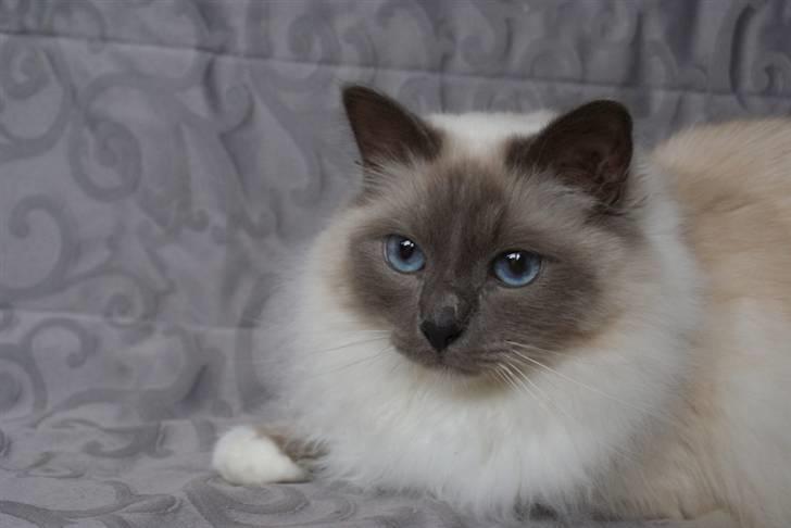 Hellig Birma Obelix Wici (Ober) - Nye Billeder Jan 09 billede 16