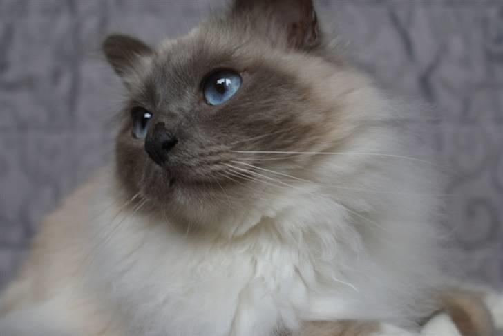 Hellig Birma Obelix Wici (Ober) - Nye Billeder Jan 09 billede 17