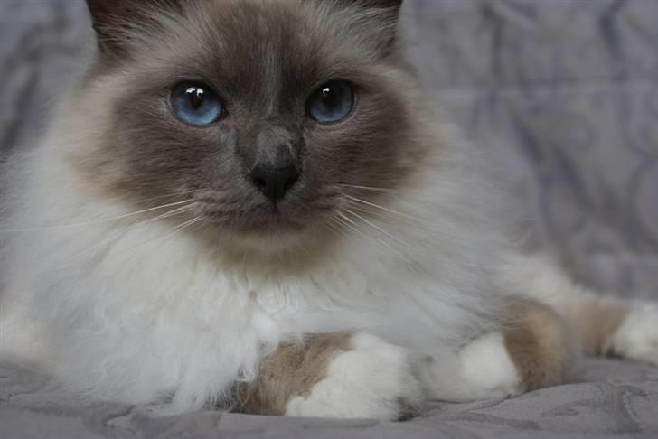 Hellig Birma Obelix Wici (Ober) - Nye Billeder Jan 09 billede 18