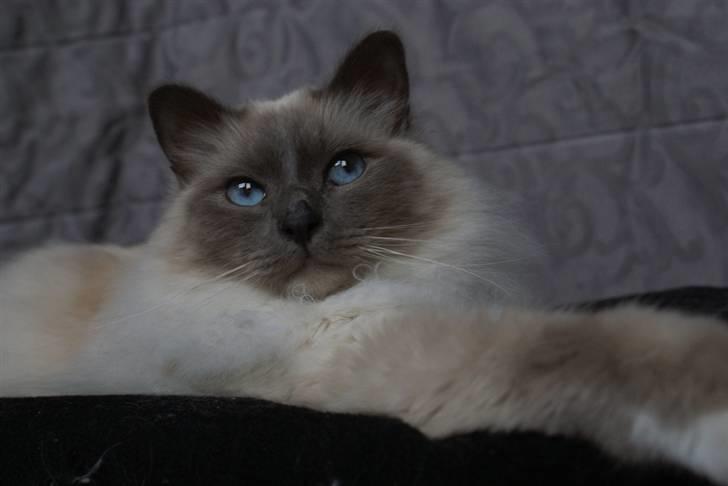 Hellig Birma Obelix Wici (Ober) - Nye Billeder Jan 09 billede 19