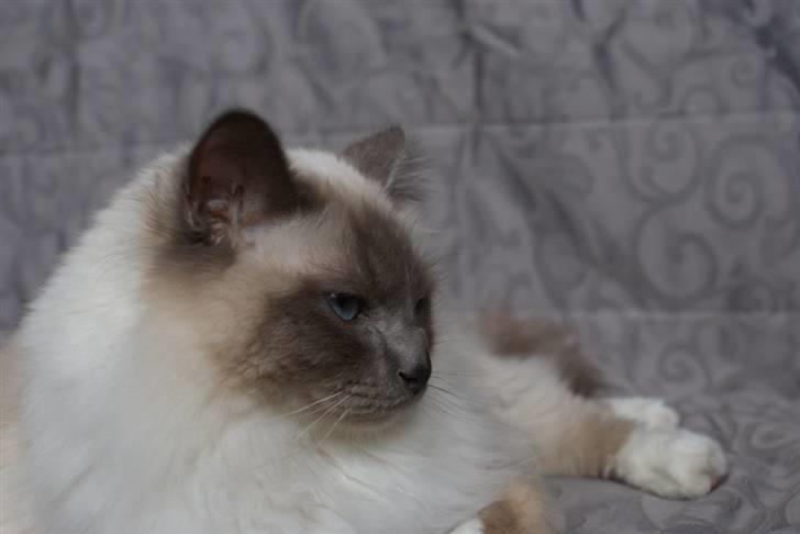 Hellig Birma Obelix Wici (Ober) - Nye Billeder Jan 09 billede 20