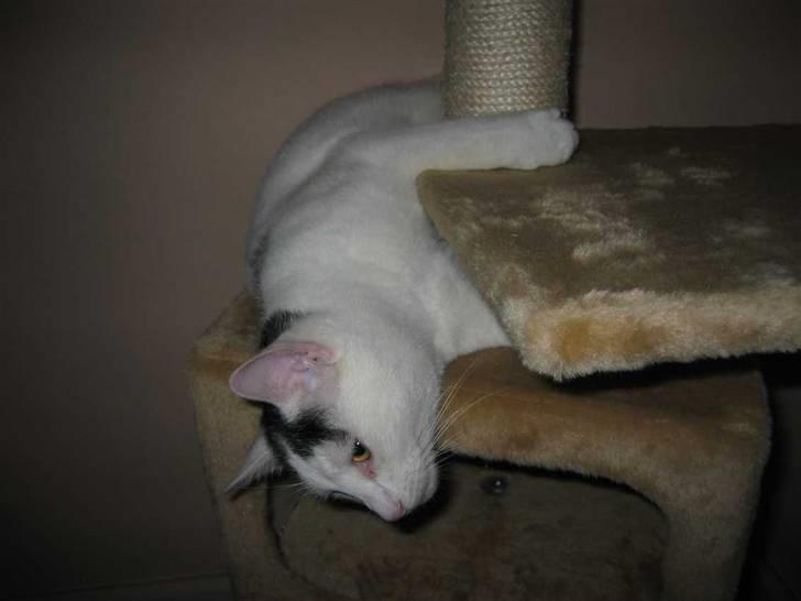 Huskat Basse - Megahygge (05-01-09) billede 8