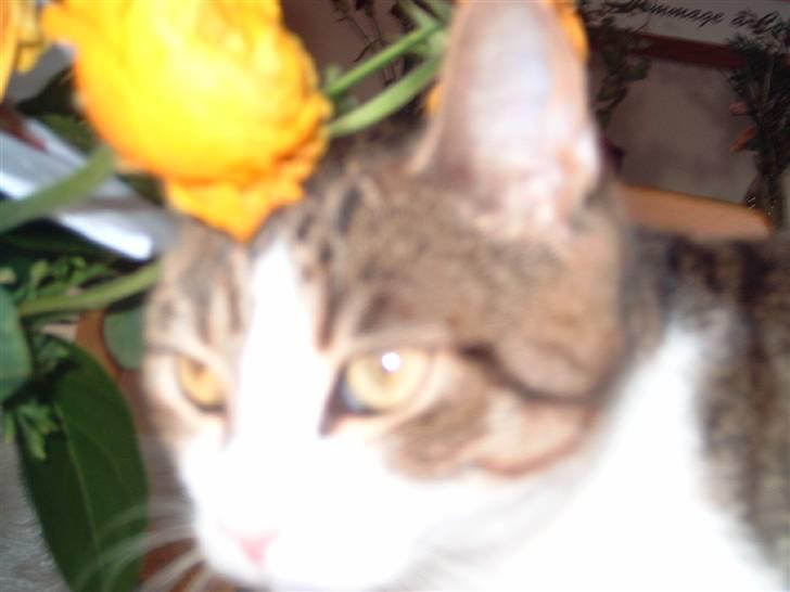 Huskat josefine - sikke en fin blomst billede 3