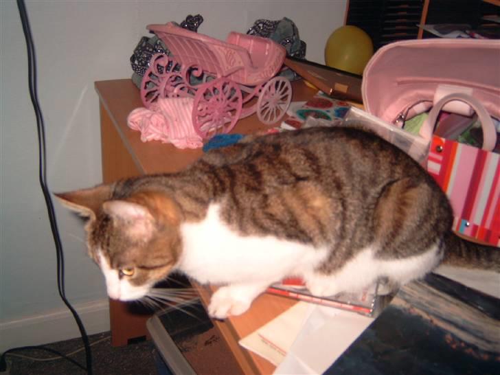 Huskat josefine - =) billede 5