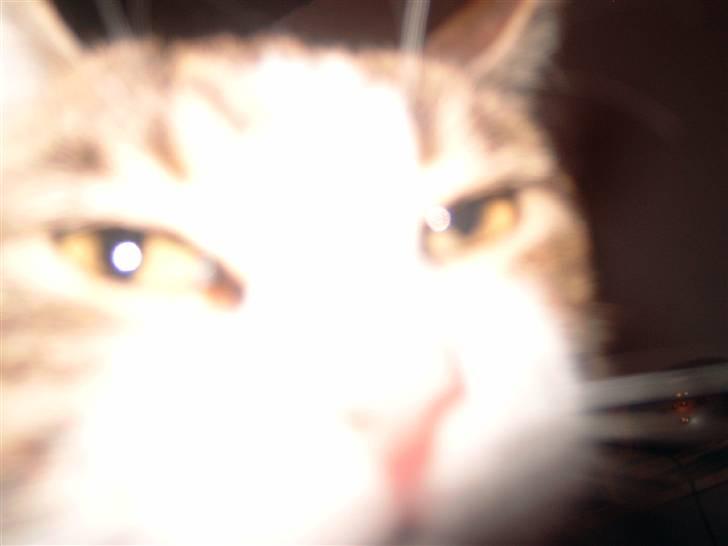 Huskat josefine - hej hej billede 6