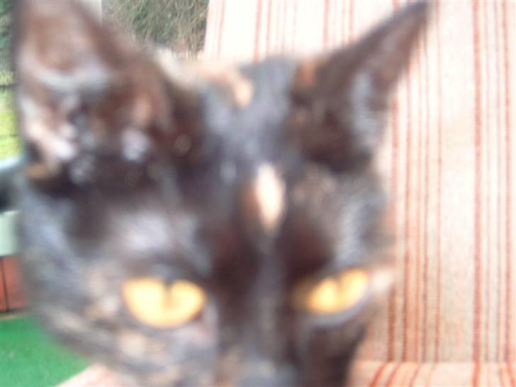 Huskat minni mis - hejza velkommen til minnis profil billede 1