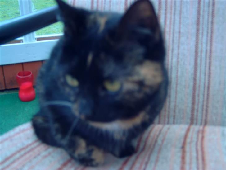 Huskat minni mis - hygge billede 2