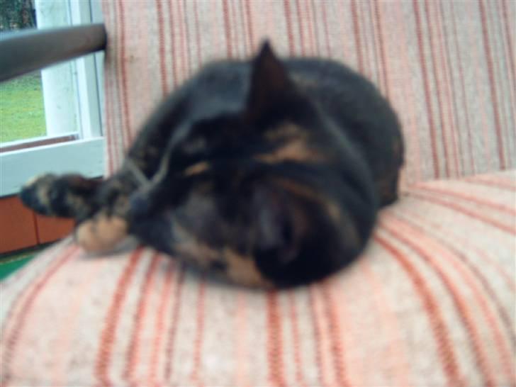 Huskat minni mis - rigtig hygge  billede 3