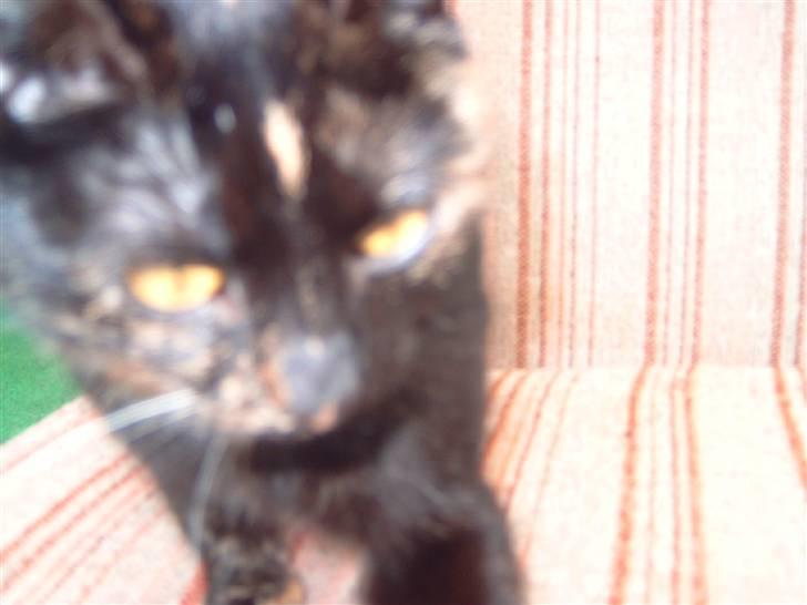 Huskat minni mis - hehe legesyg billede 5