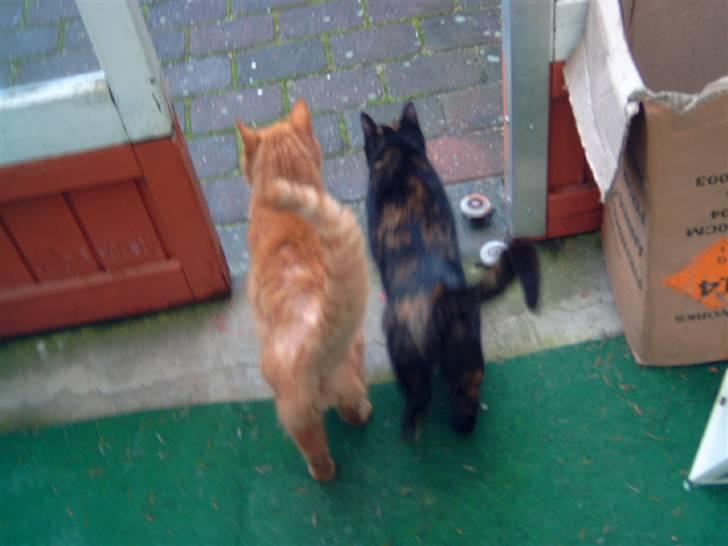 Huskat minni mis - farvel billede 6