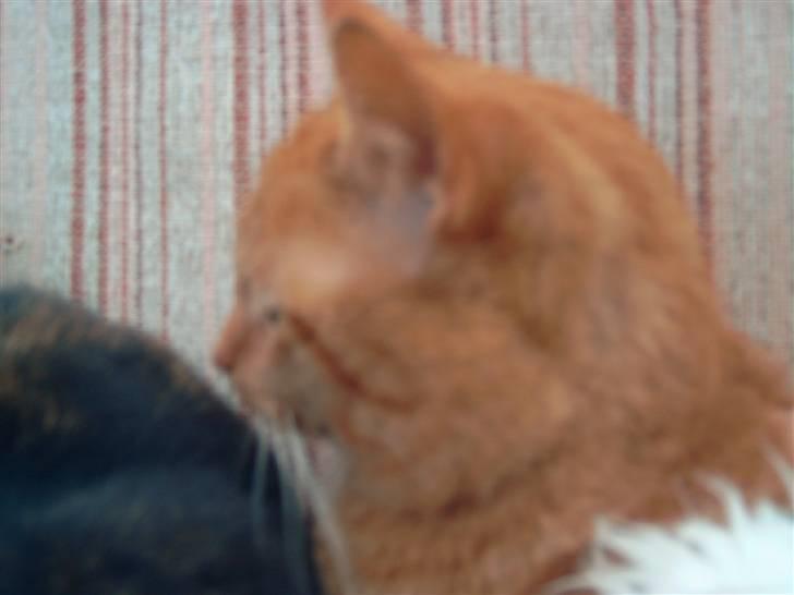 Huskat Garfield - det er tikkis hale man kan se i højer hjørne og hans søster i det andet hjørne billede 2