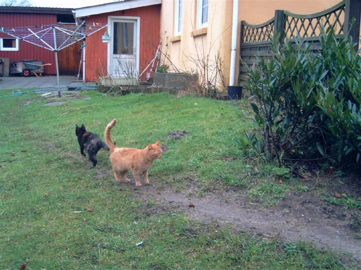 Huskat Garfield - de har lige leget hehe billede 3