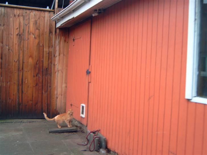 Huskat Garfield - gider han gå ind nææh  billede 4