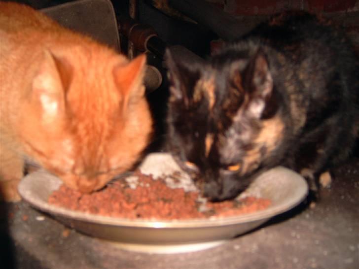 Huskat Garfield - sødt søster og bror spiser sammmen billede 5