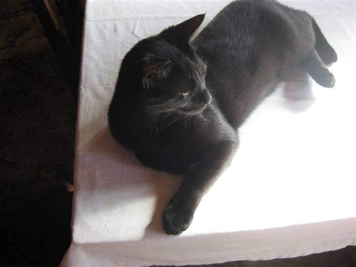 Huskat Buller billede 1