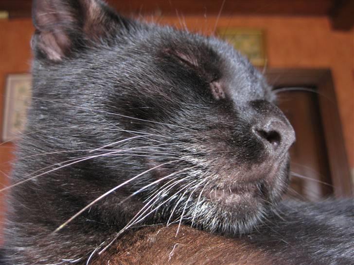 Huskat Buller billede 2